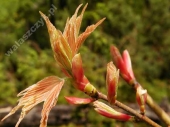 Acer pseudoplatanus 'Prinz Handjery' 